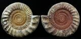 Cut & Polished Perisphinctes Ammonite - Madagascar #31818-1